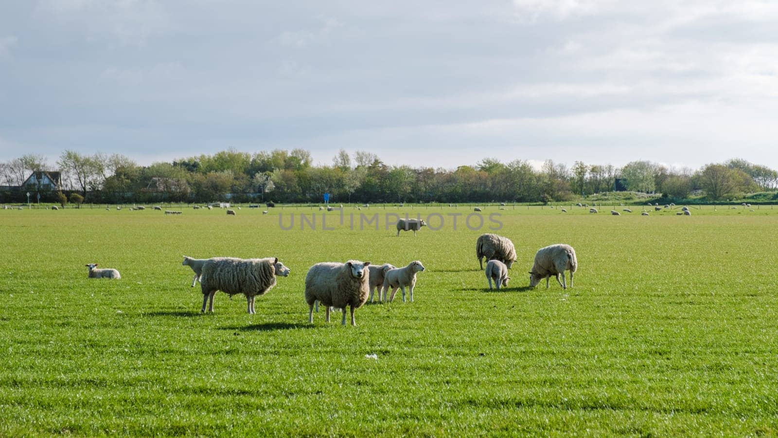 A picturesque scene unfolds in a Texel field as a group of sheep peacefully graze together under the suns warm glow.