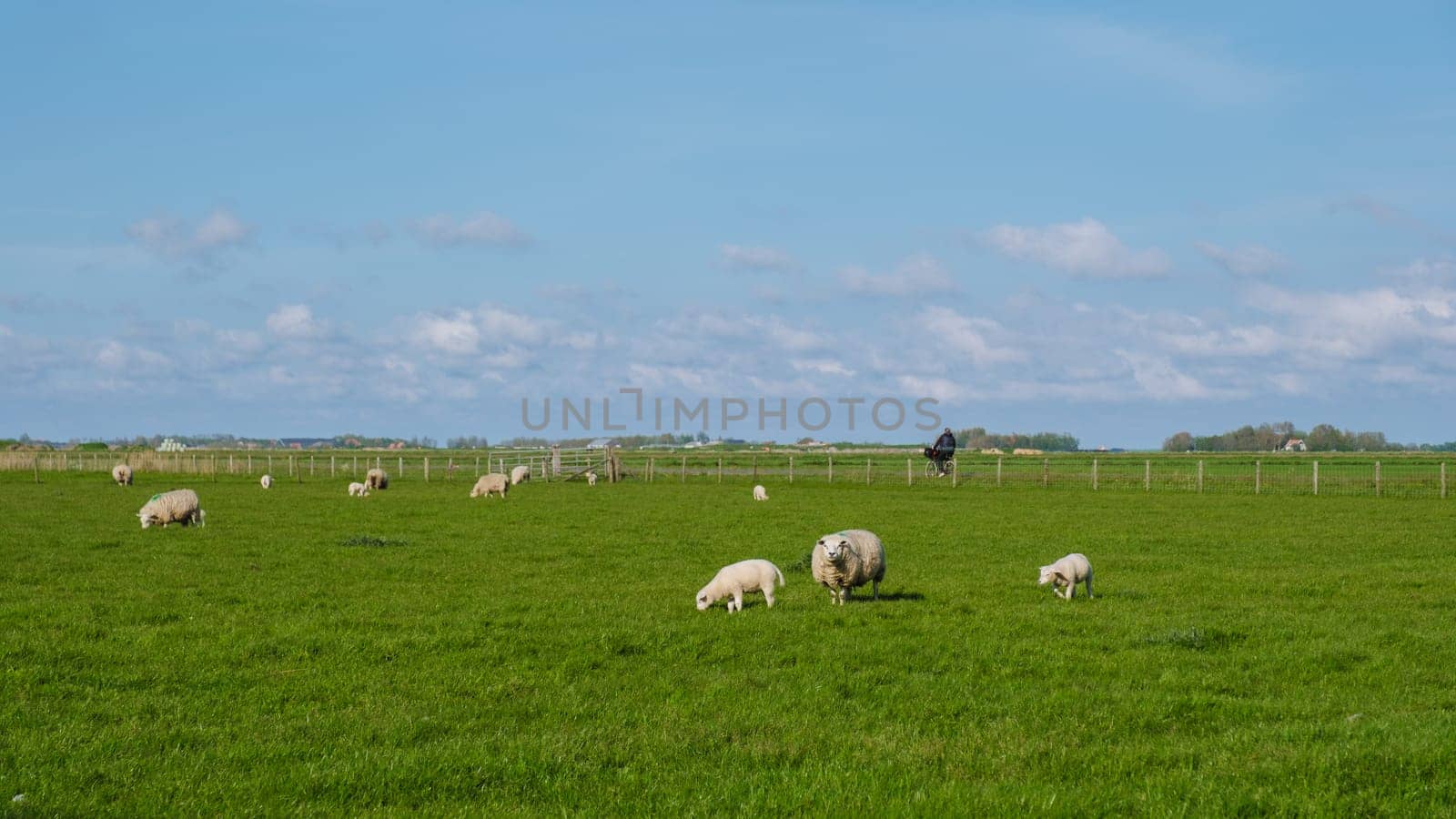 A harmonious scene unfolds as a group of sheep serenely graze in a lush green field in Texel, Netherlands.