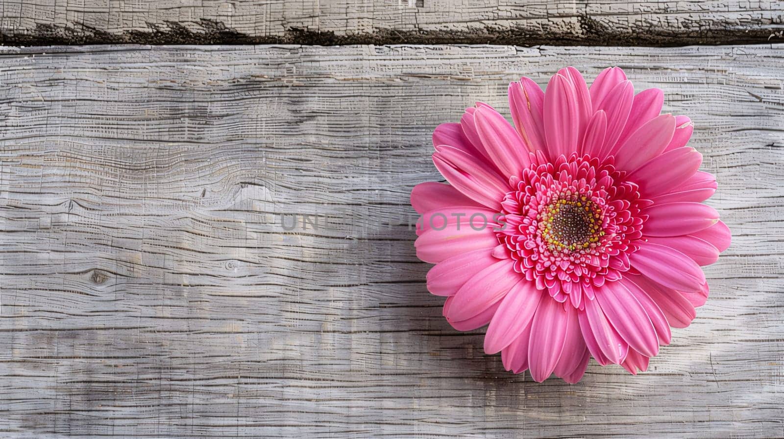 Pink gerbera flower on old wooden background. Top view. by ThemesS