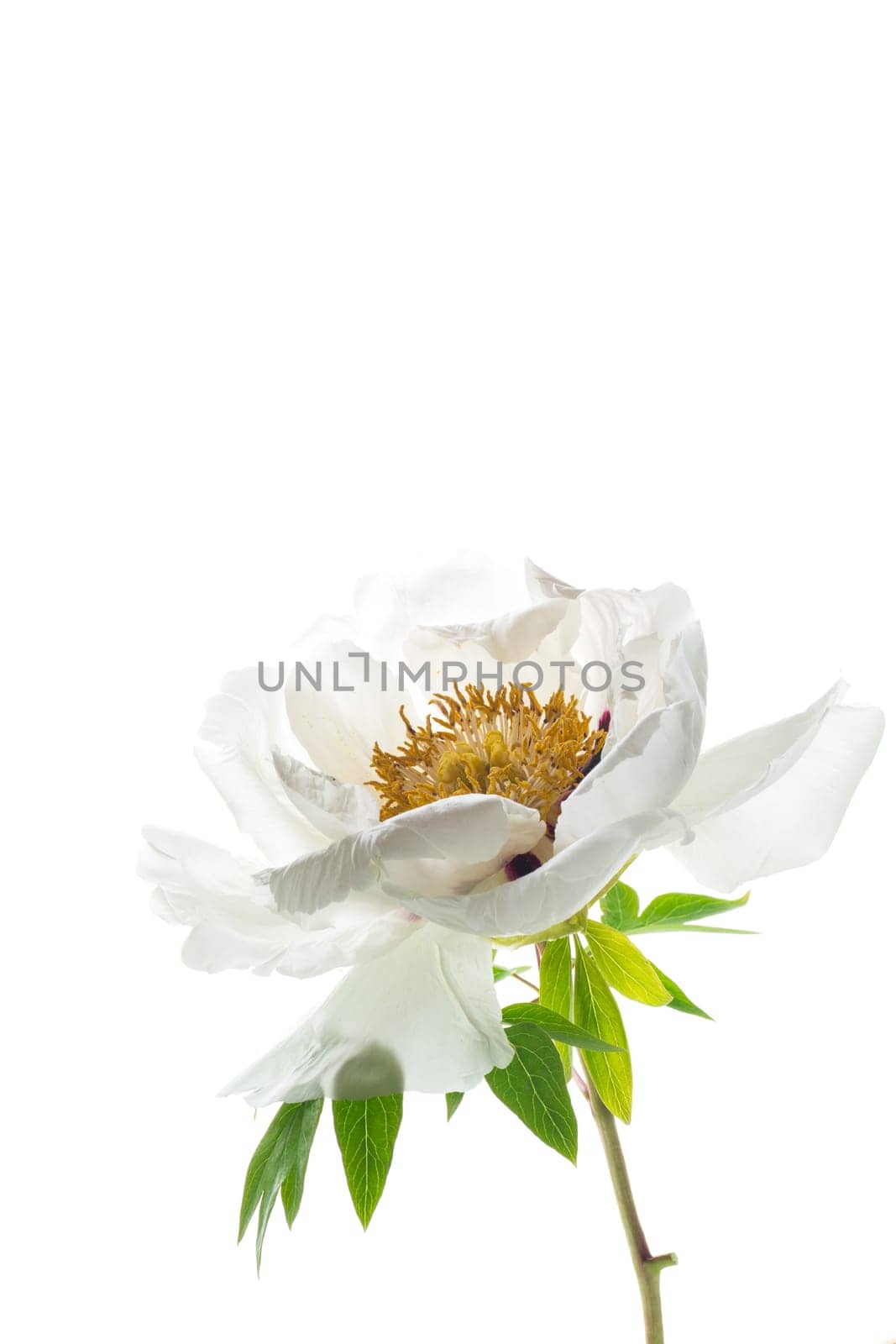 White tree peony flower, isolated on white background by Rawlik