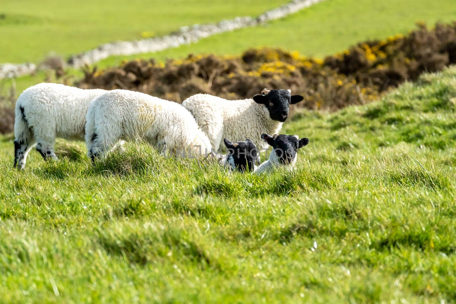 Cute blackface sheep lambs in a field in County Donegal - Ireland.