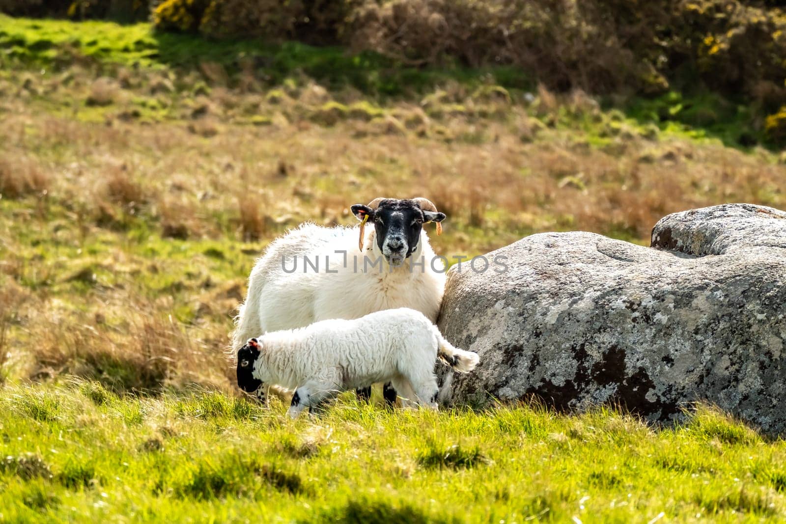 A blackface sheep family in a field in County Donegal - Ireland.