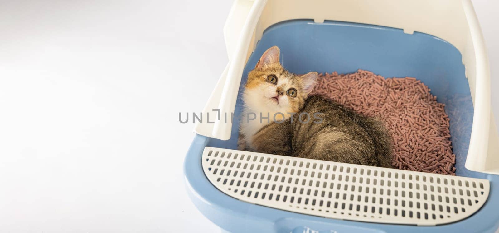 Emphasizing the significance of animal care and hygiene an isolated cat is at ease in a litter box. This cat tray set on a clean white background is the designated feline toilet. by Sorapop