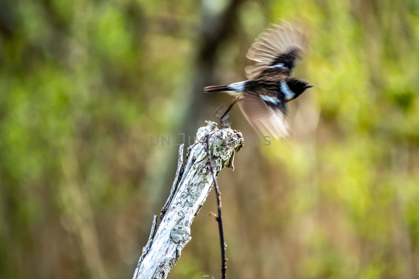 Blurry european bird called Stonechat in a branch outdoors.