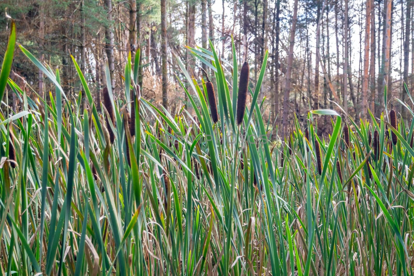 Typha latifolia, called Bullrush, growing in Ireland.