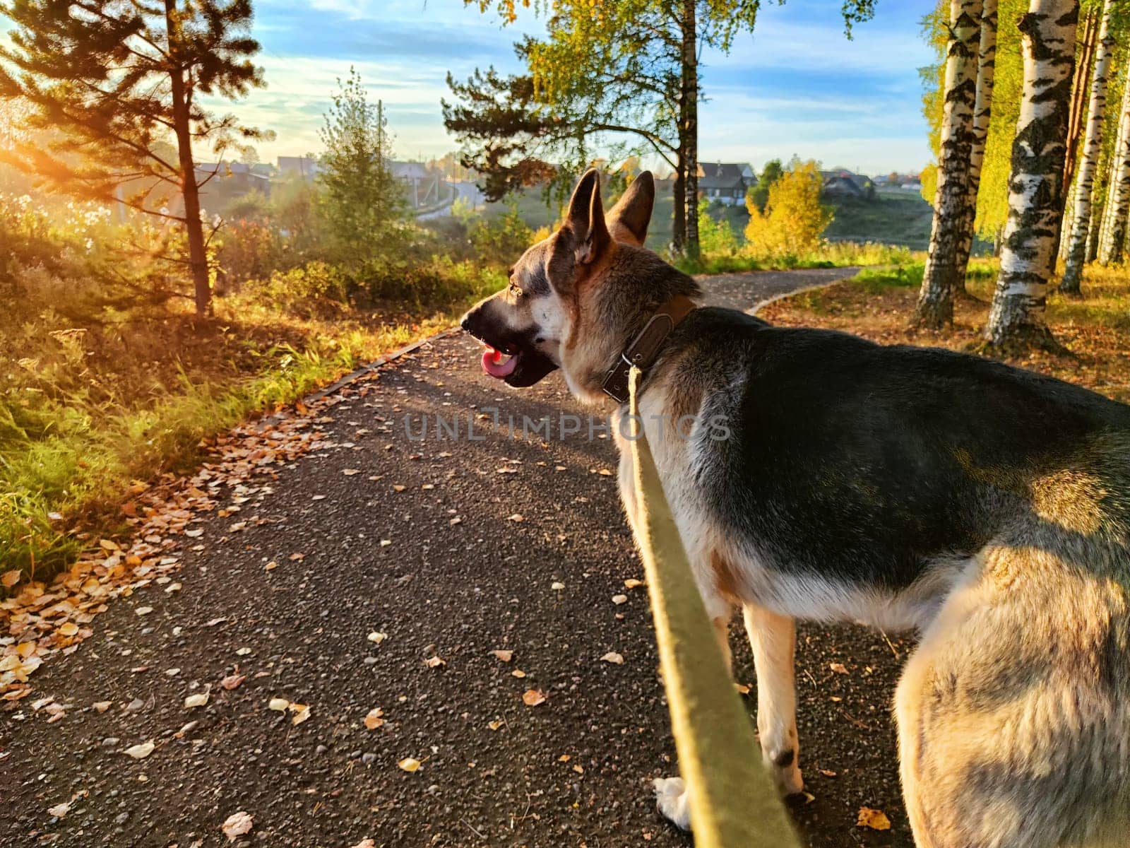 Dog German Shepherd in autumn day and green, yellow nature forest around. Waiting eastern European dog veo and colorful fall landscape in park with path