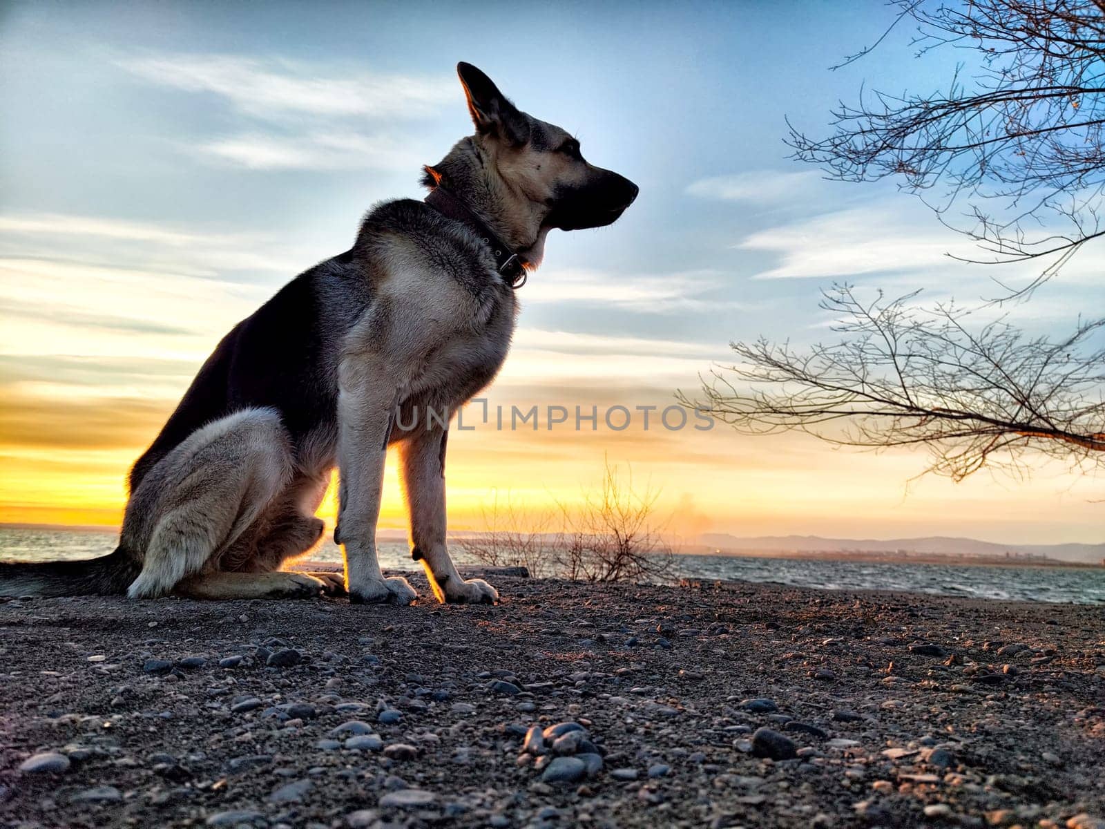 Dog German Shepherd near water of lake, river or sea in sunset. Russian eastern European dog veo in a nice day