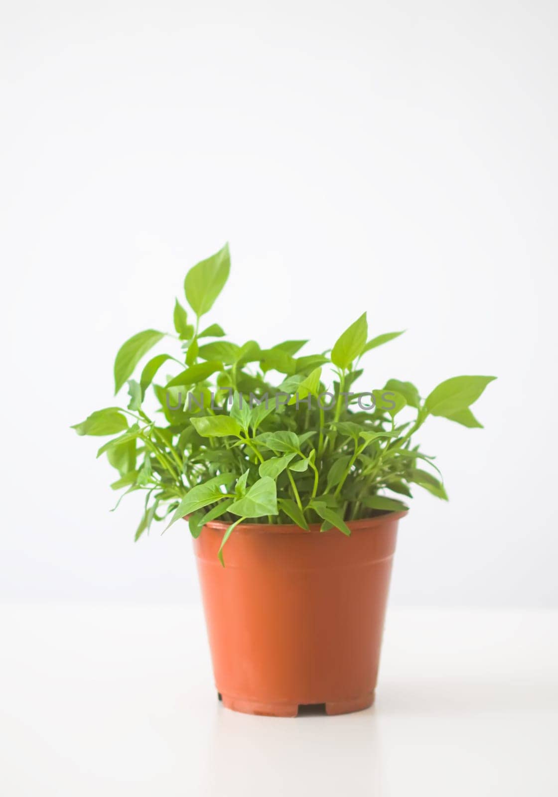 Homemade potted plant. Green branches with leaves in the handmade ceramic flower pot.