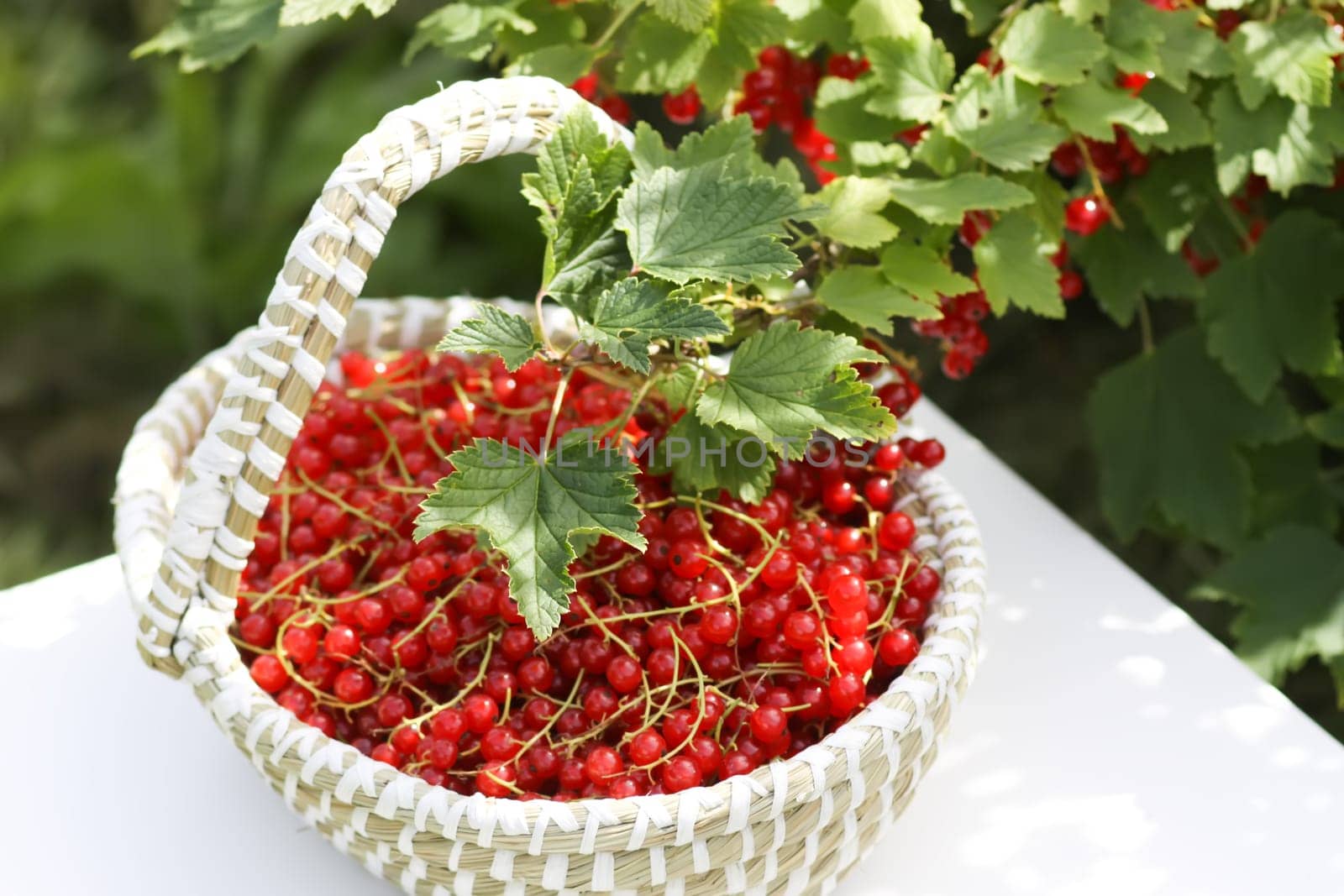 Red currant berries in the berry picking season in the countryside.