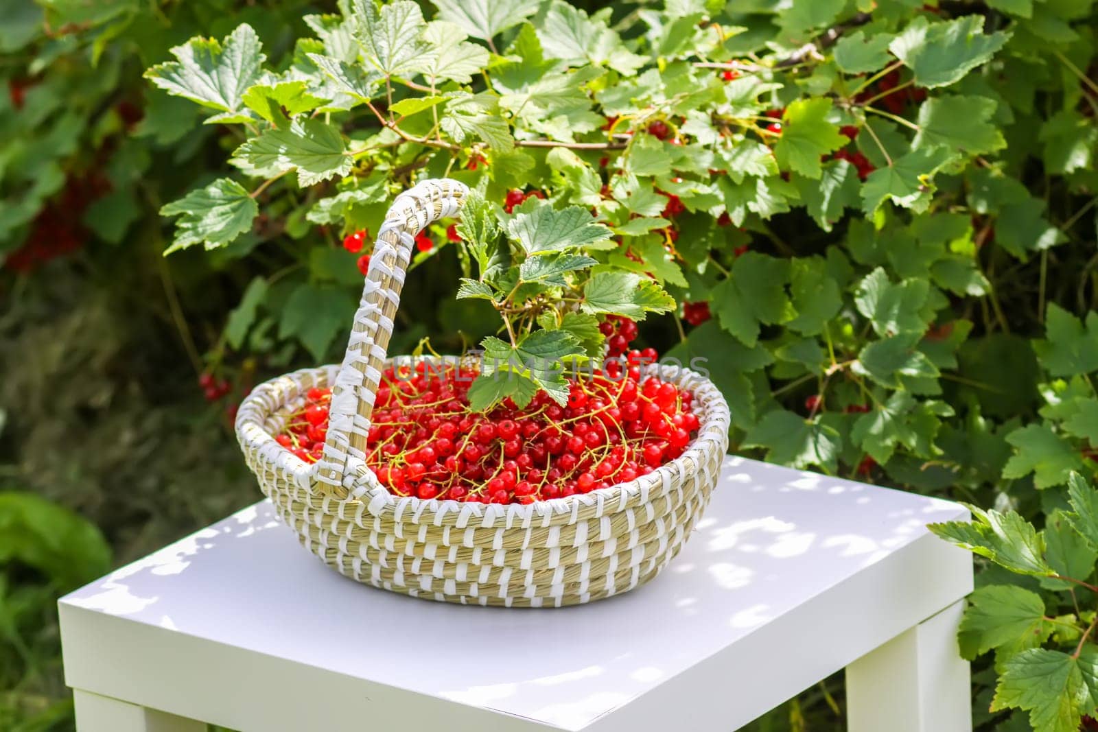 Red currant berries in the berry picking season in the countryside.