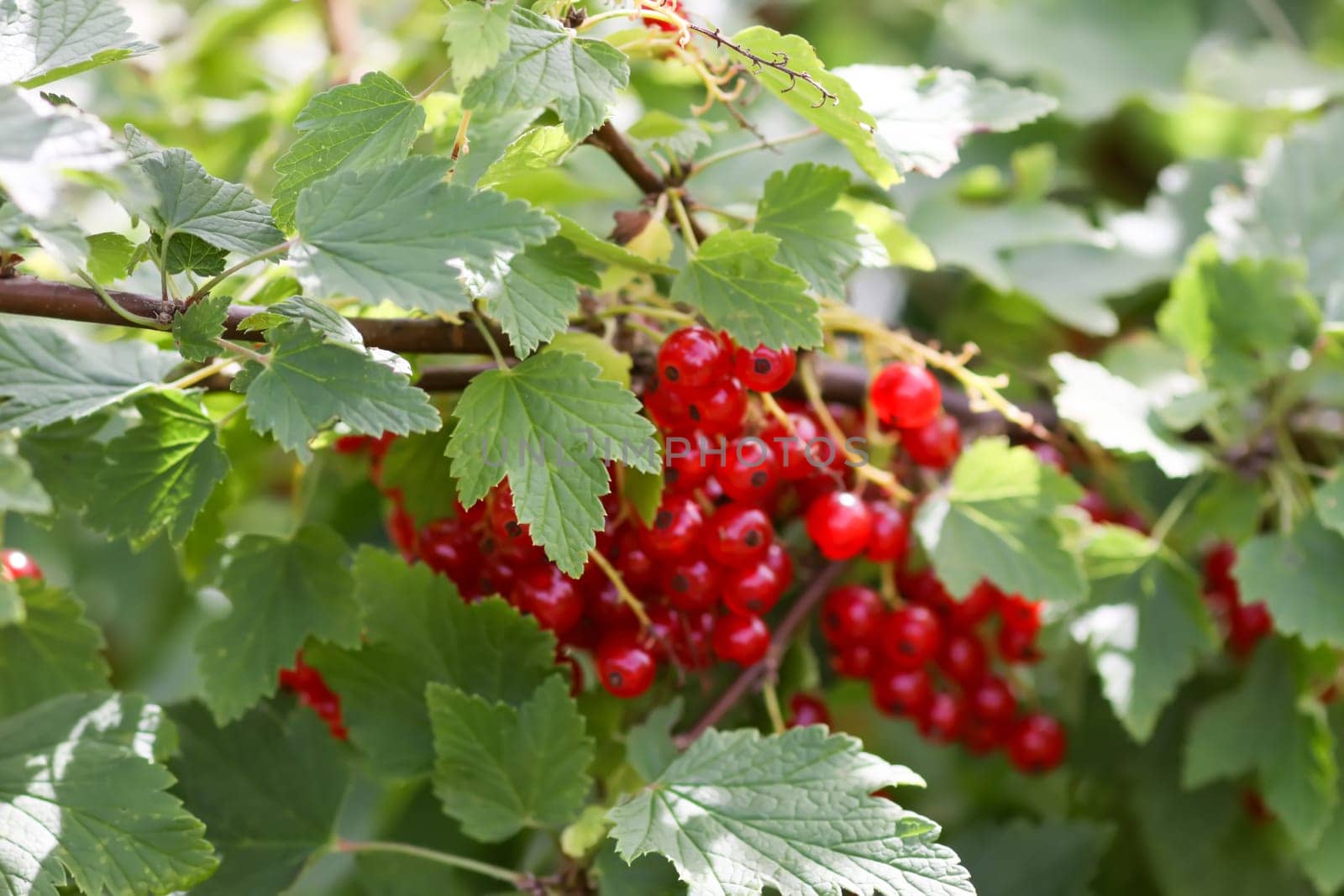 Ripe red currant berries. Healthy food ingredients.