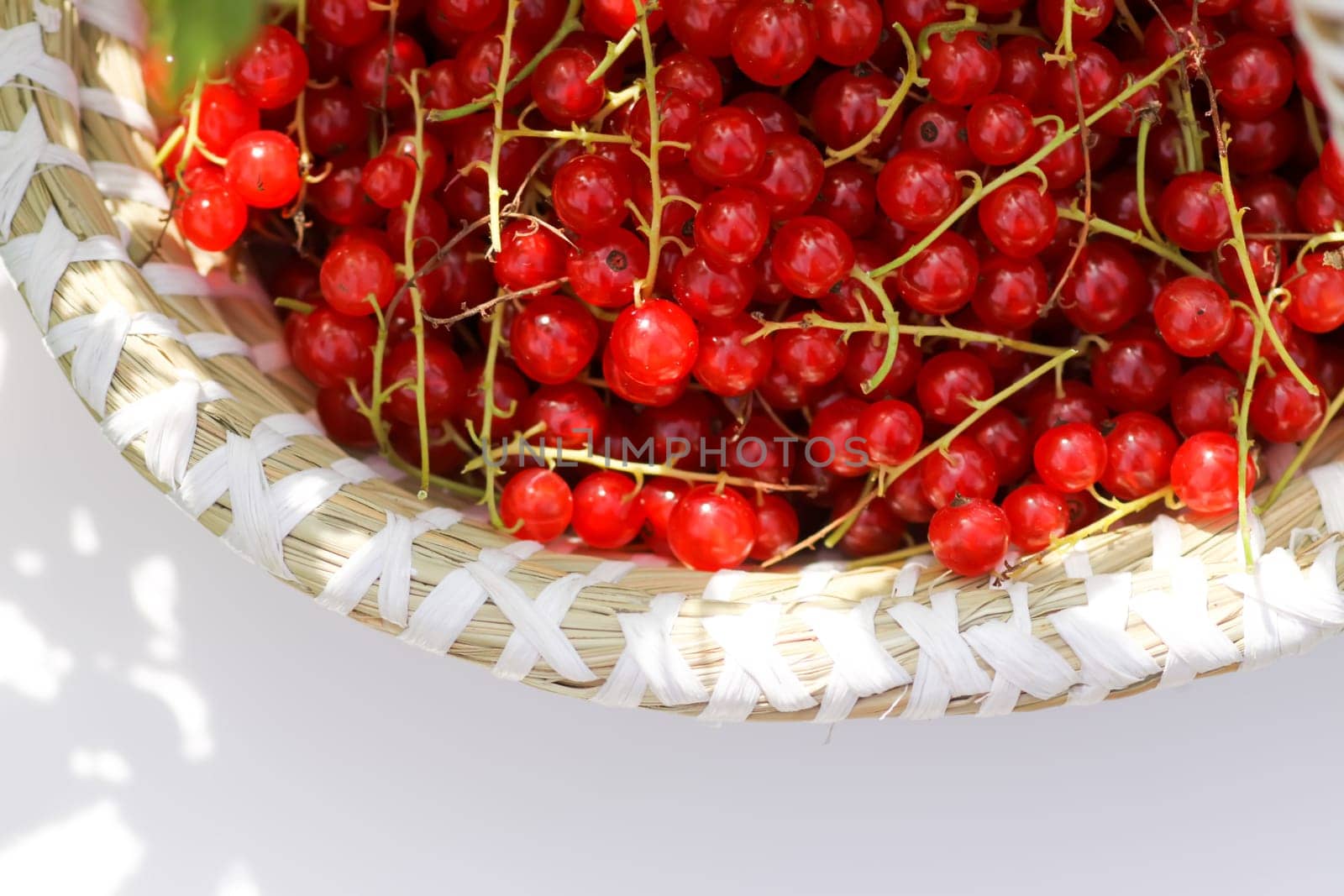 Basket with red currants in the basket. Fresh ripe red berries. Healthy food ingredients.