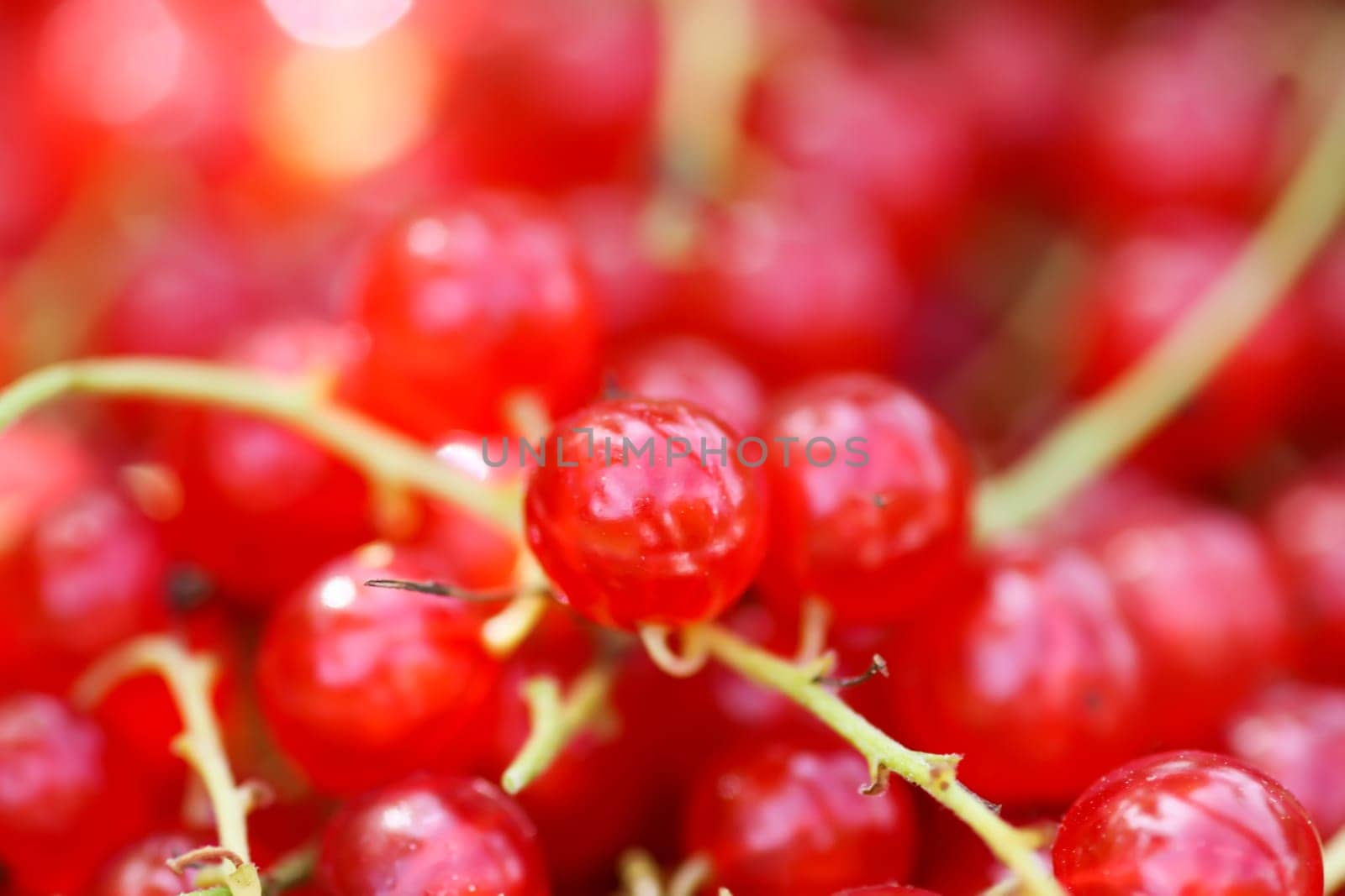 Ripe red currant berries. Healthy food ingredients.