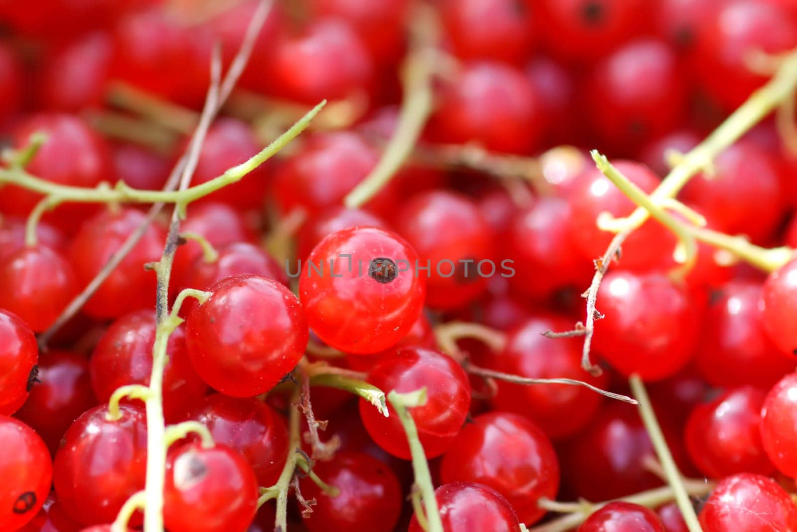 Ripe red currant berries. Healthy food ingredients.