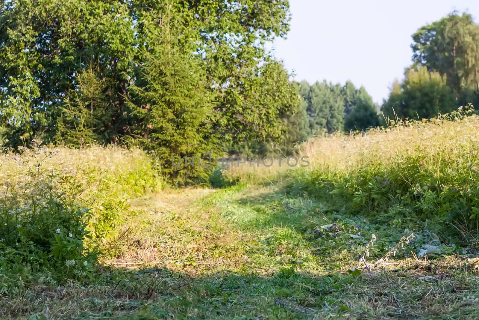 Landscape in the countryside in summertime.