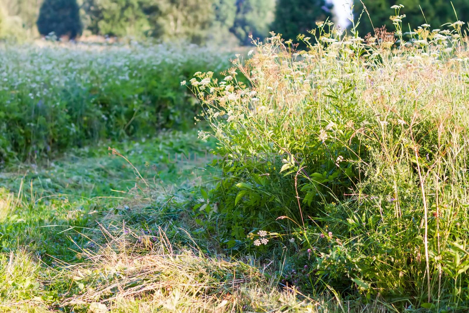 Landscape in the countryside in summertime.