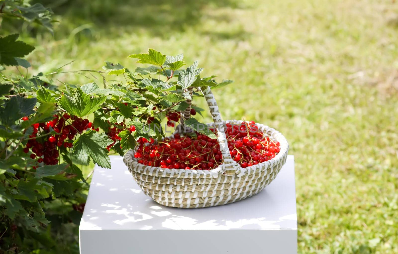 Red currant berries in the berry picking season in the countryside.