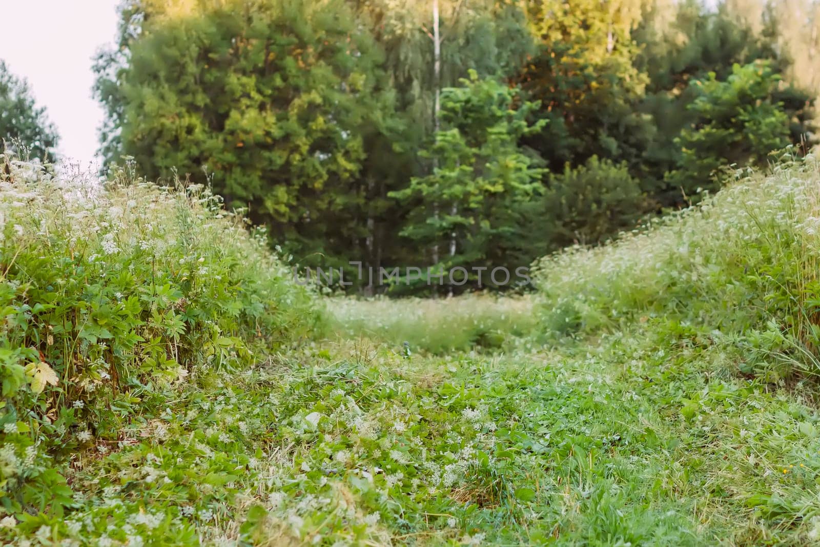 Landscape in the countryside in summertime.