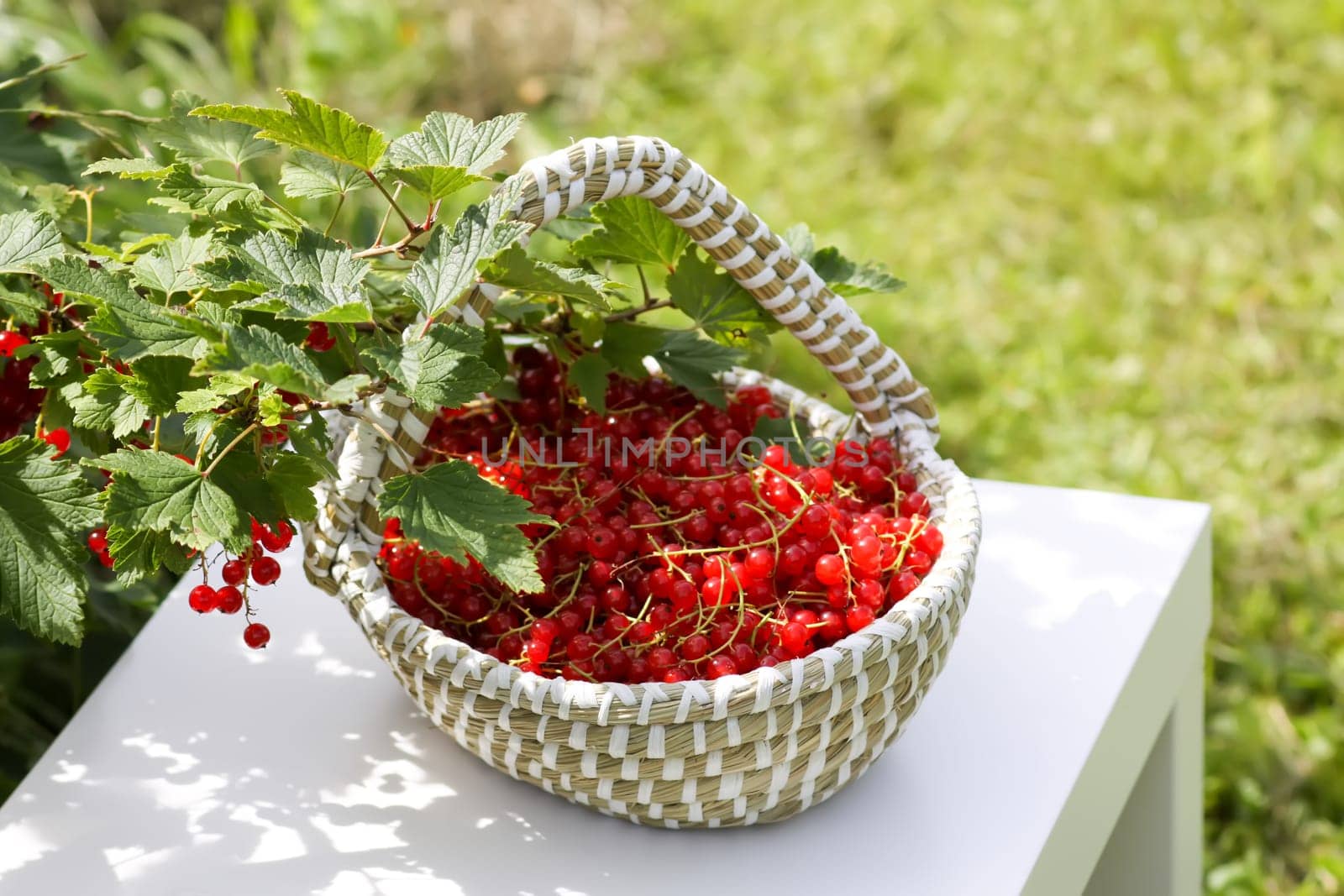 Red currant berries in the berry picking season in the countryside.