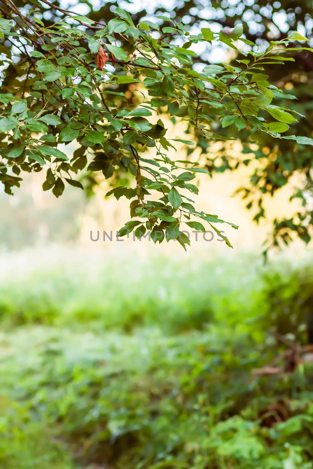 Landscape in the countryside in summertime.