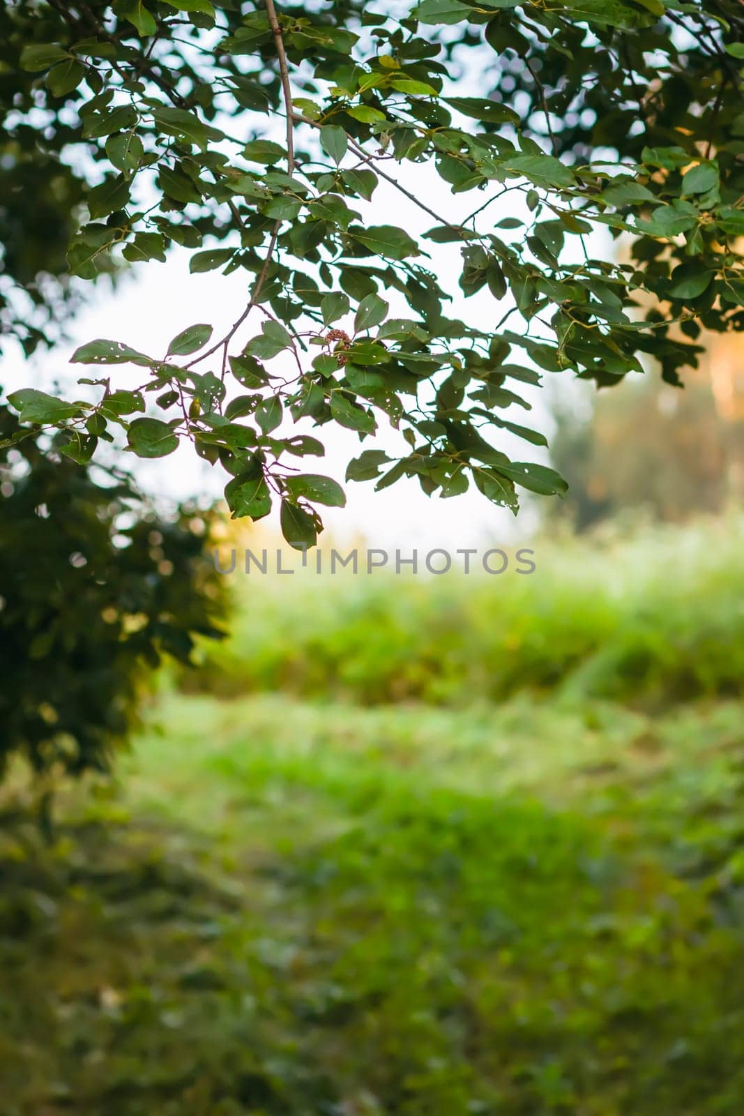 Landscape in the countryside in summertime.