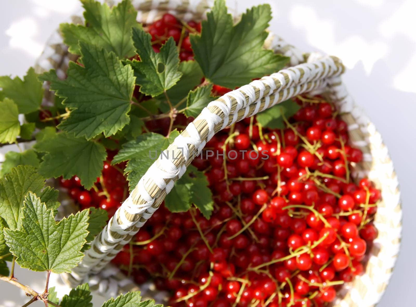 Basket with red currants in the basket. Fresh ripe red berries. Healthy food ingredients.