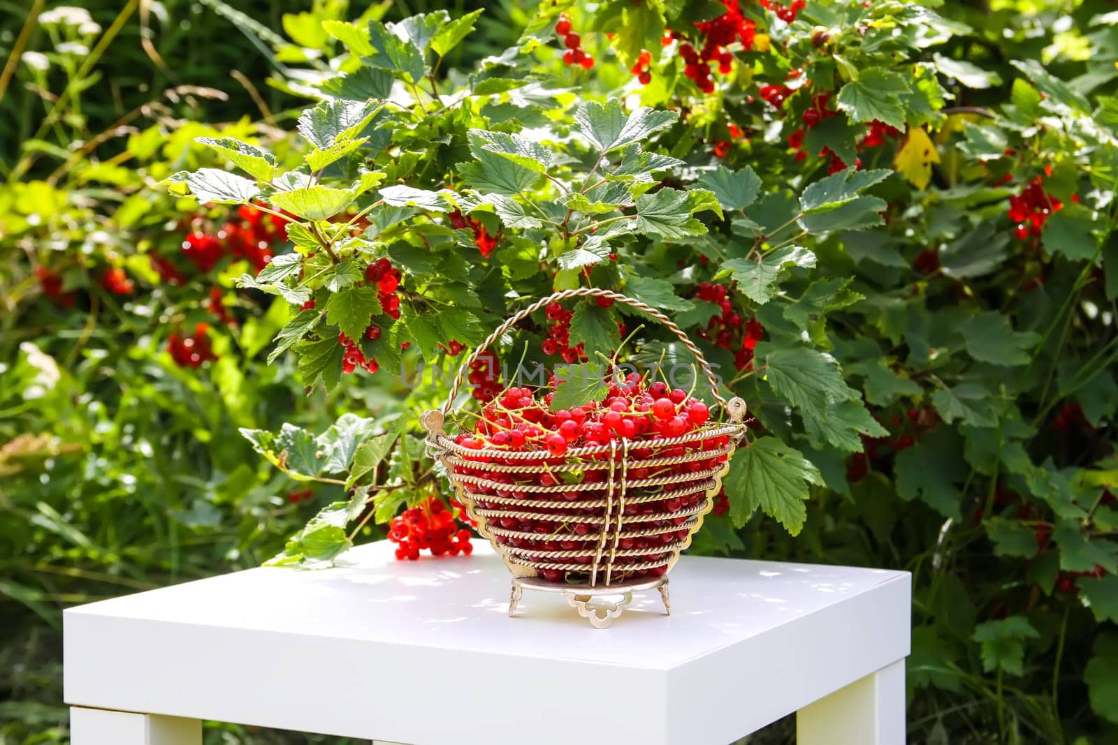 Red currant berries in the berry picking season in the countryside.