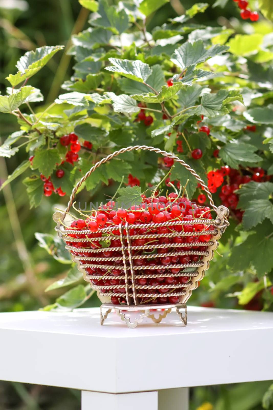 Red currant berries in the berry picking season in the countryside.