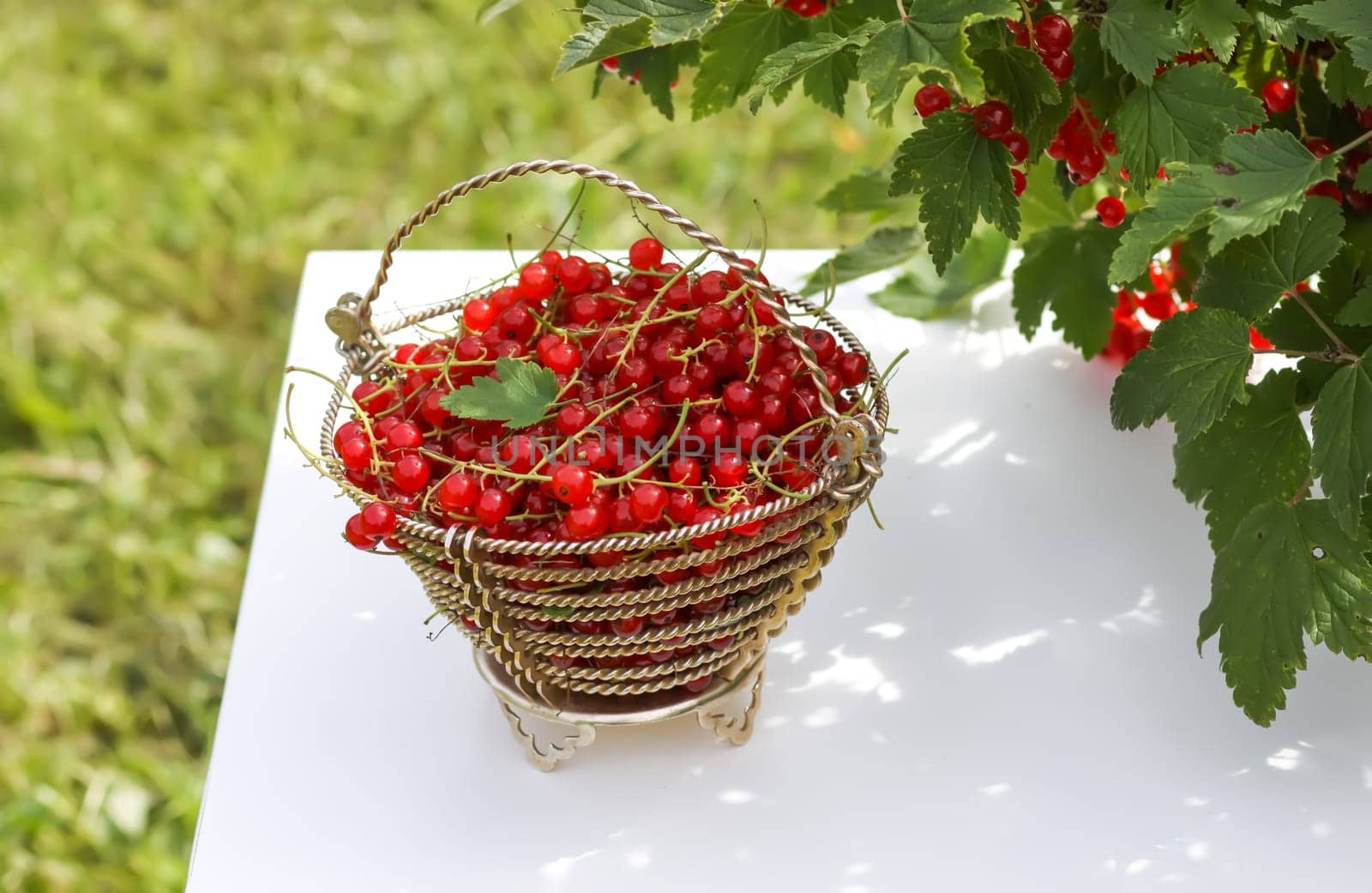 Red currant berries in the berry picking season in the countryside.