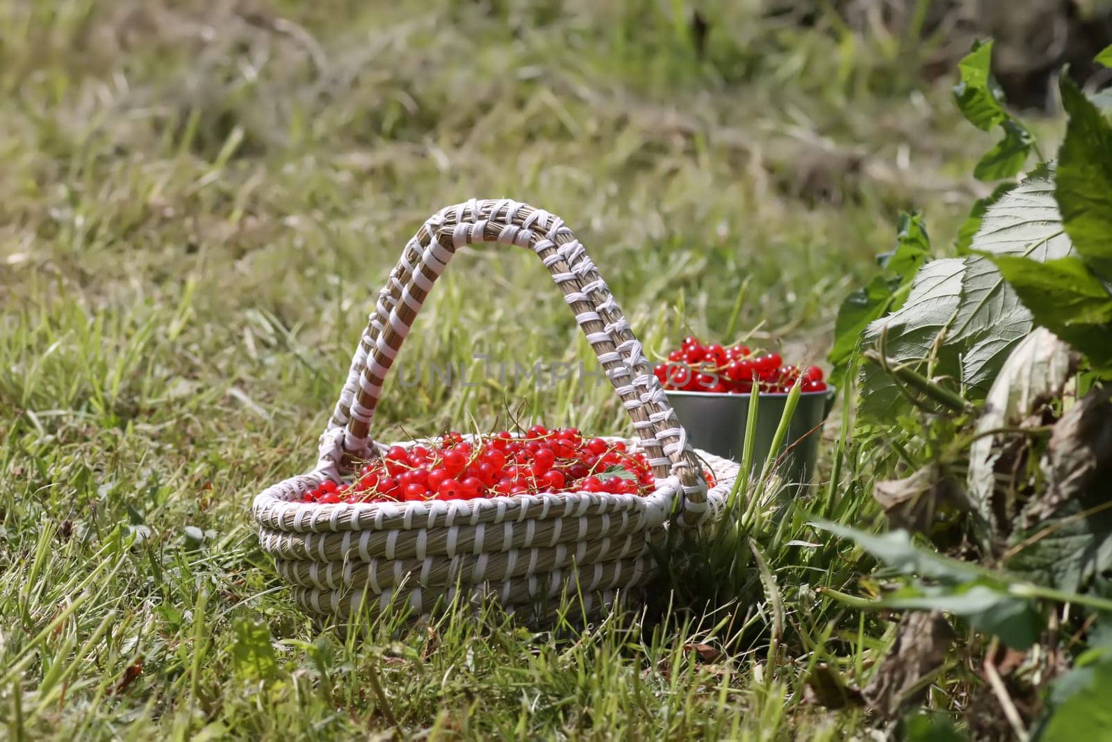 Basket with red currants in the basket. Fresh ripe red berries. Healthy food ingredients.