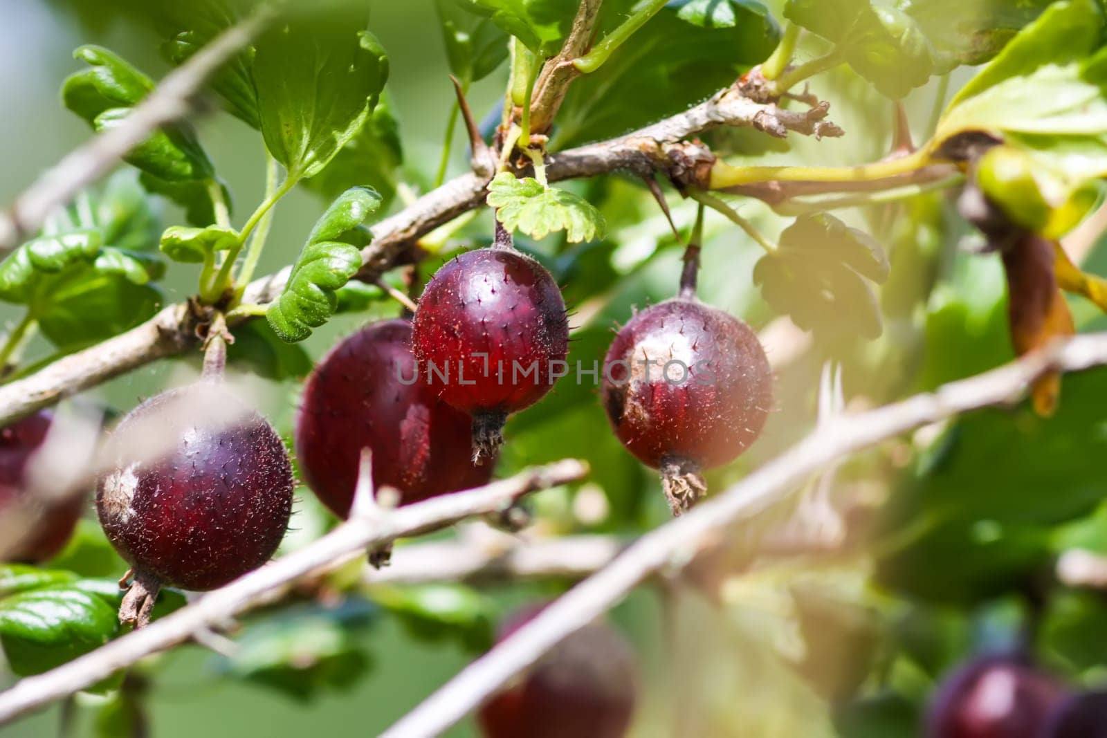 Juicy ripe berries of a gooseberry on the bush branch.