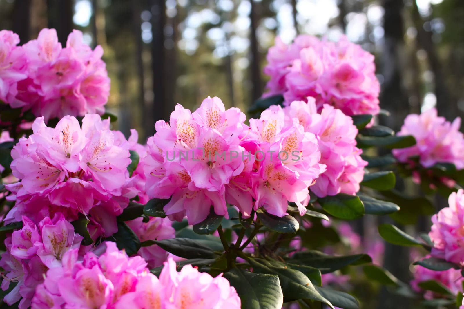 Rhododendron plants in the garden. Pink flowers close up.