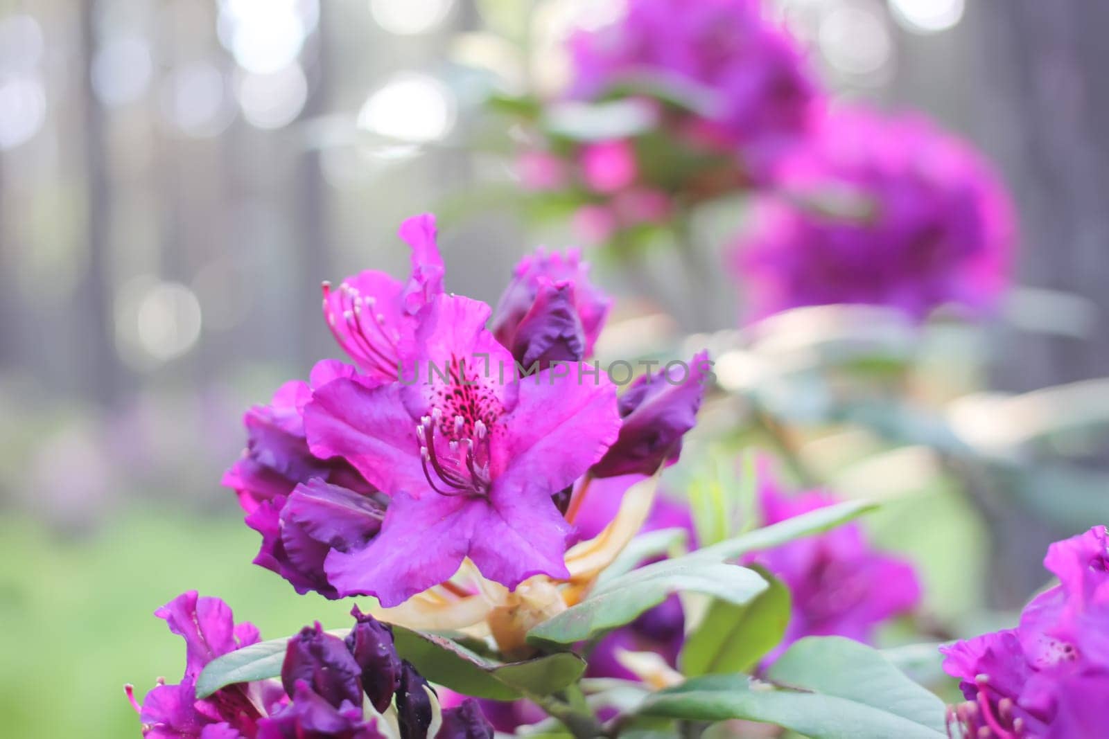 Rhododendron plants in the garden. Pink flowers close up.