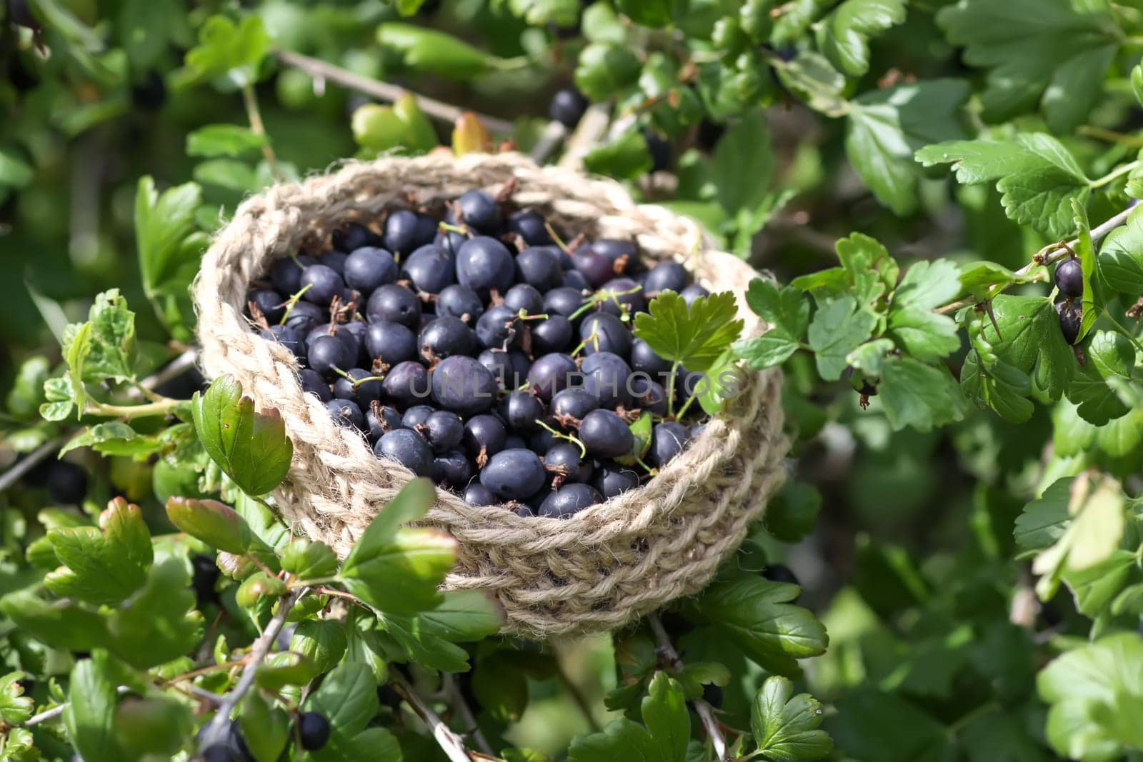 Juicy ripe berries of a gooseberry in a small handmade jute basket.