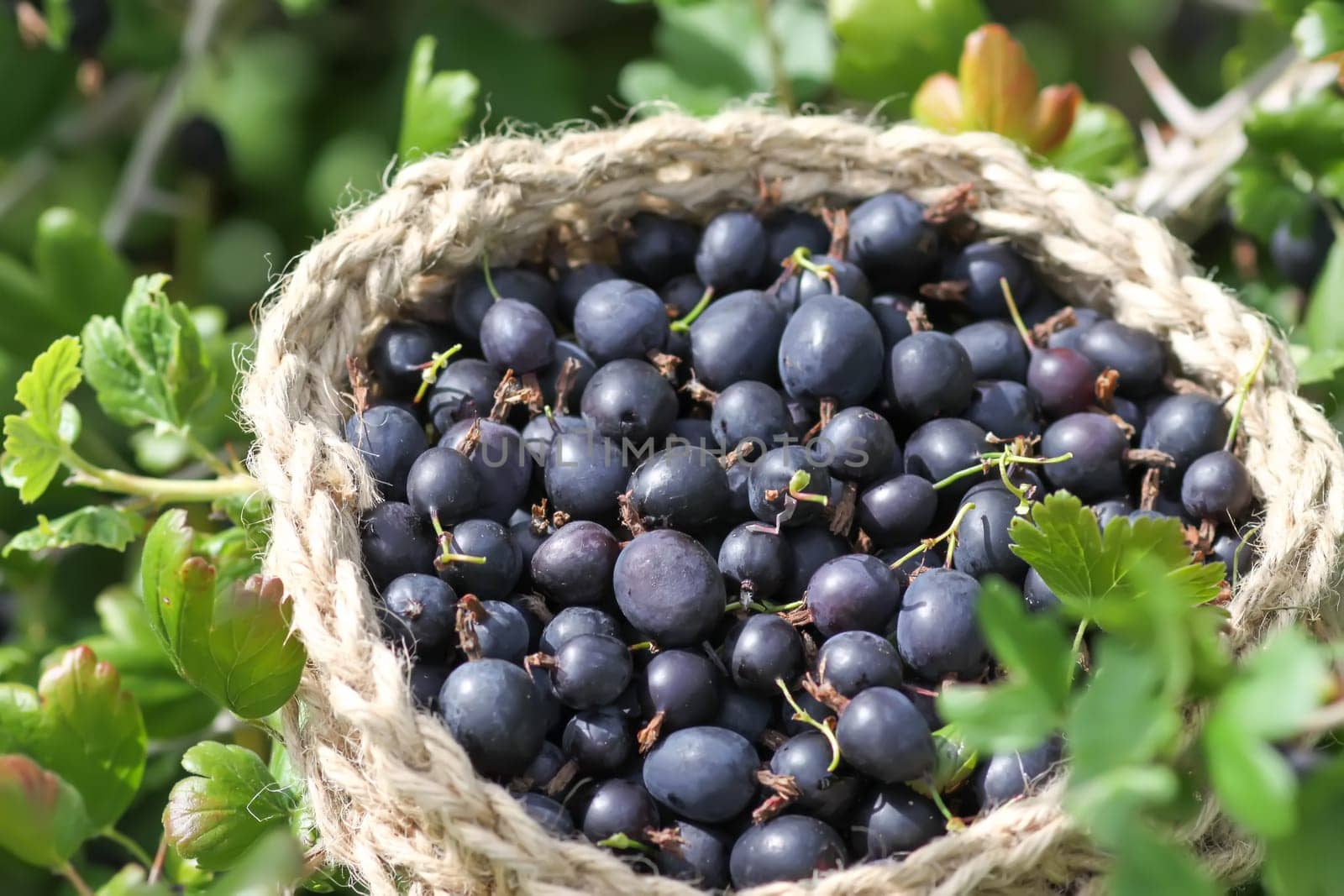 Juicy ripe berries of a gooseberry in a small handmade jute basket.