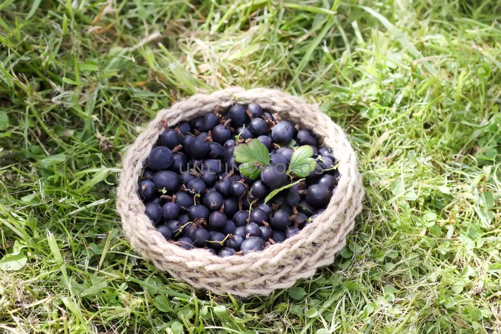 Juicy ripe berries of a gooseberry in a small handmade jute basket.