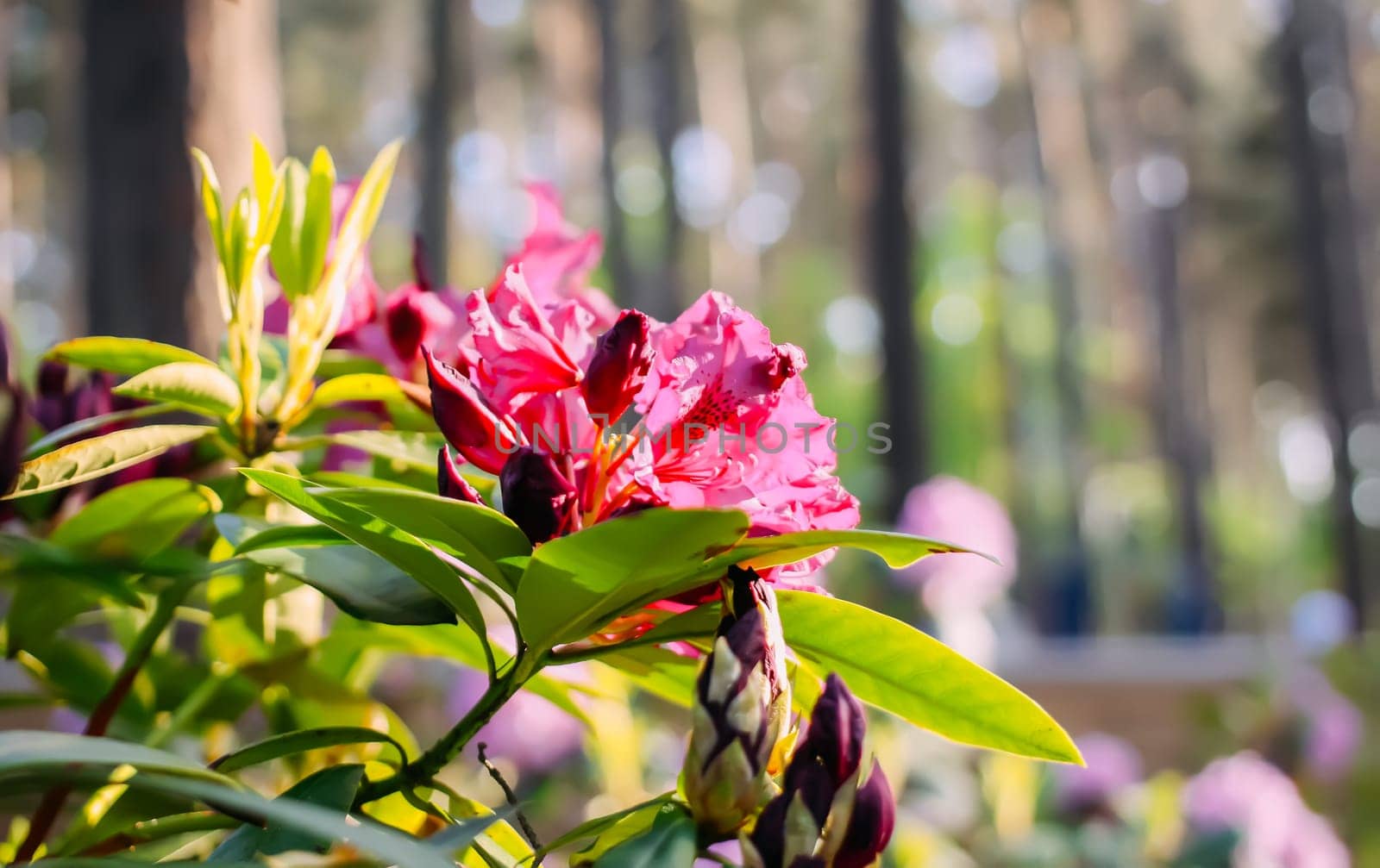 Rhododendron plants in the garden. Pink flowers close up.