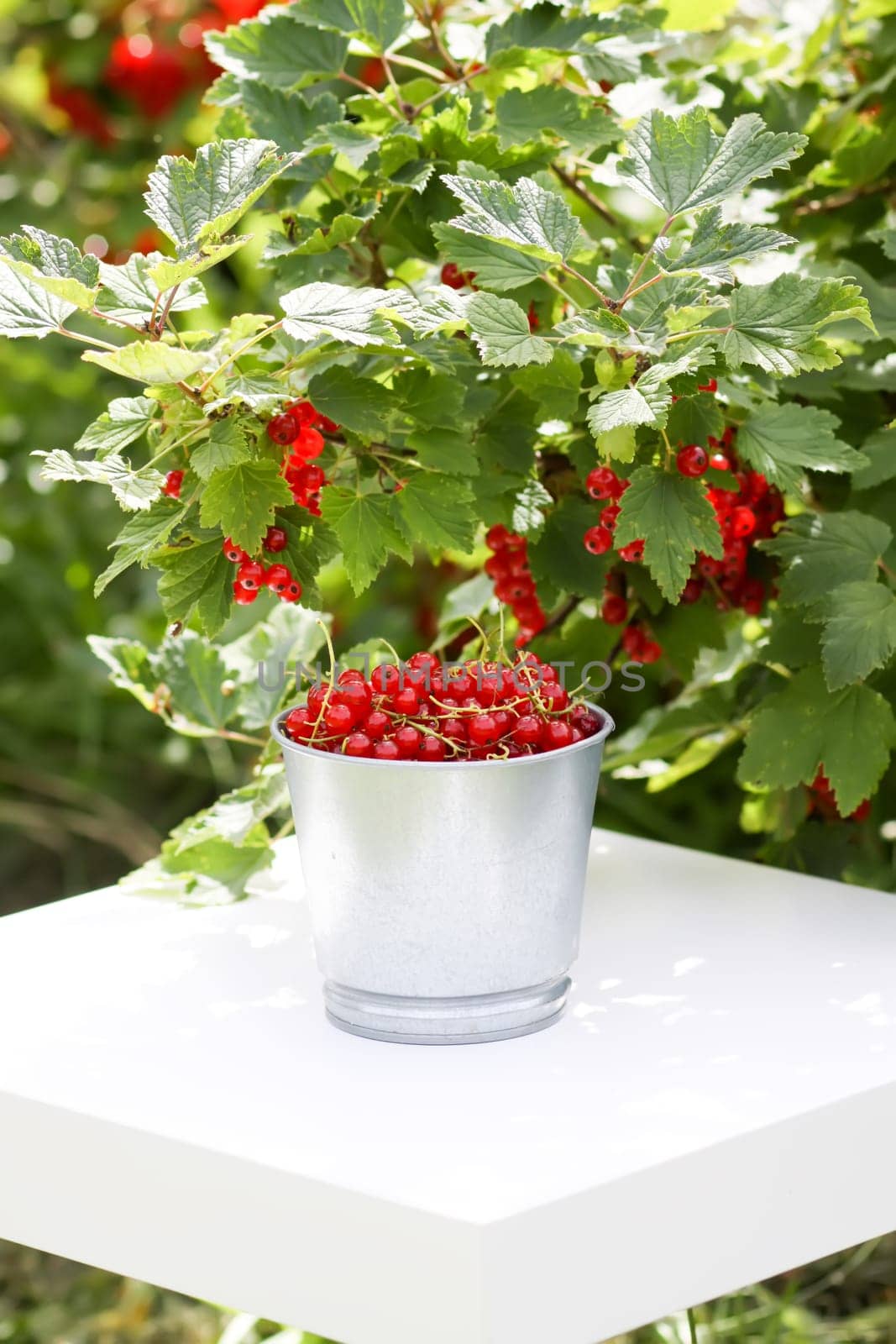 Red currant berries in the berry picking season in the countryside.