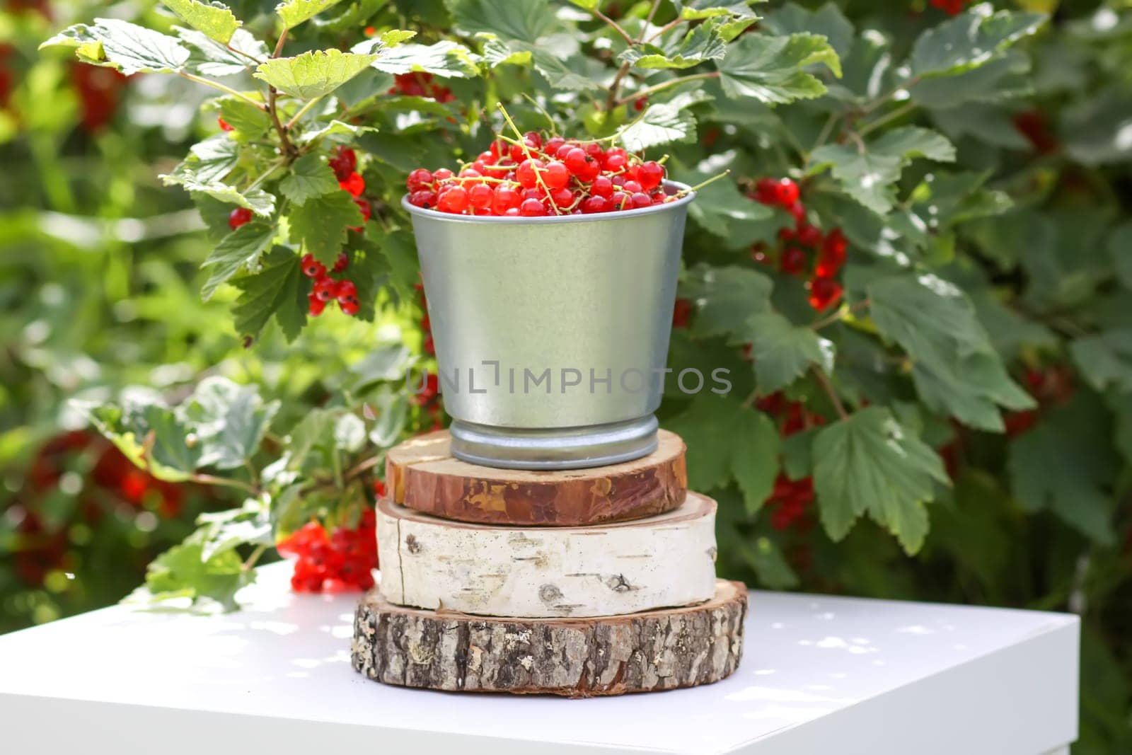 Red currant berries in the berry picking season in the countryside.