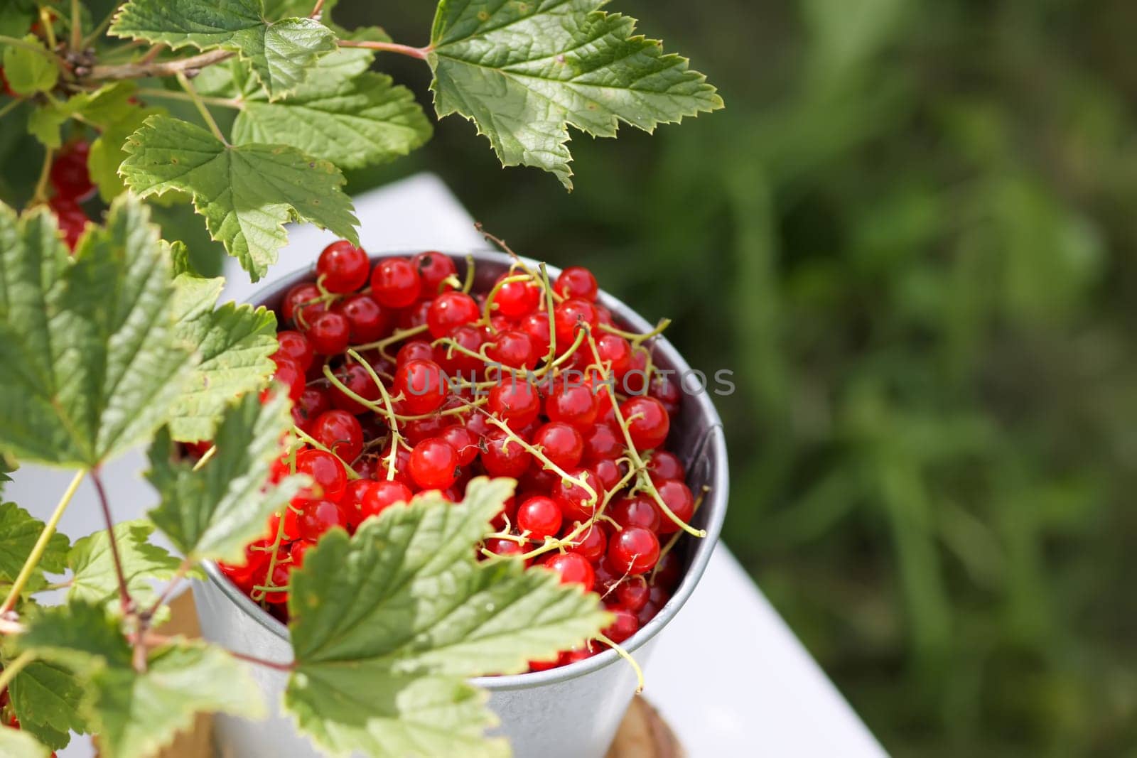Red currant berries in the berry picking season in the countryside.