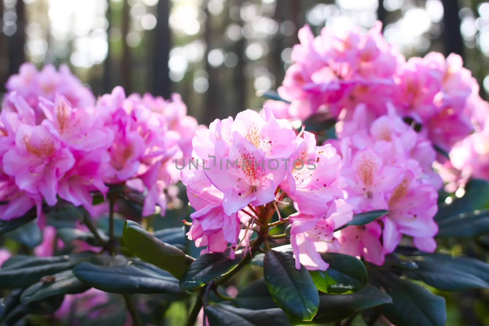 Rhododendron plants in the garden. Pink flowers close up.