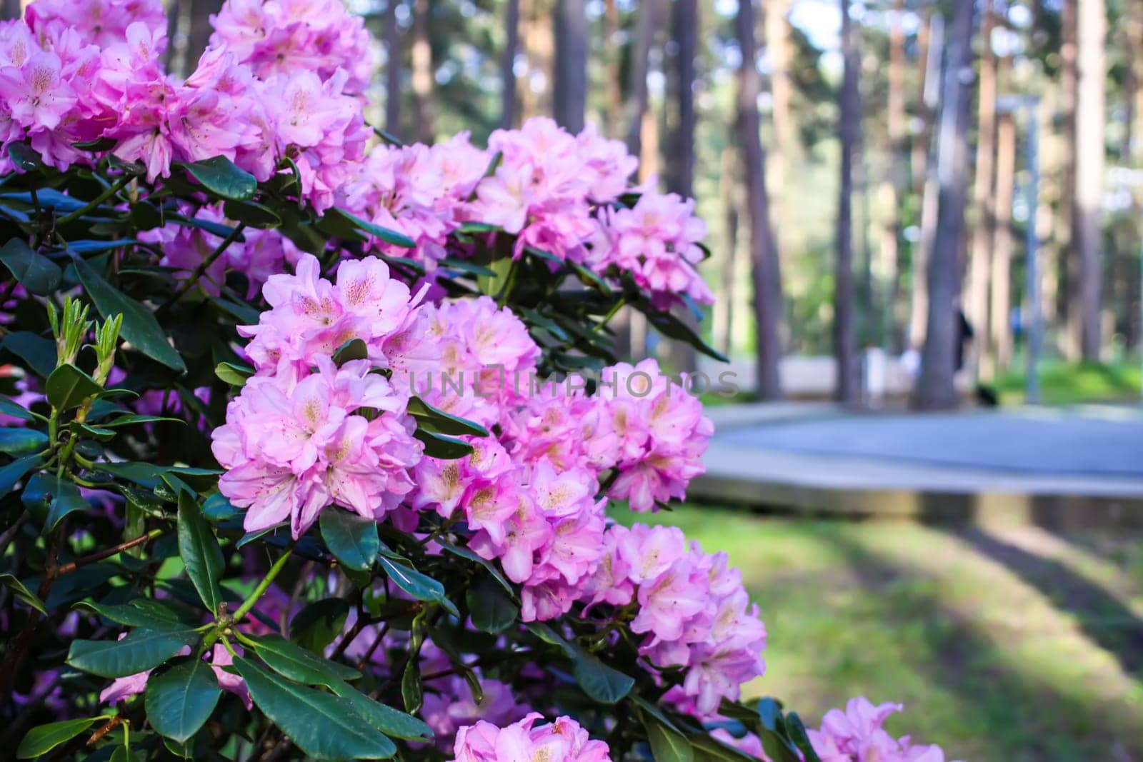 Rhododendron plants in the garden. Pink flowers close up.