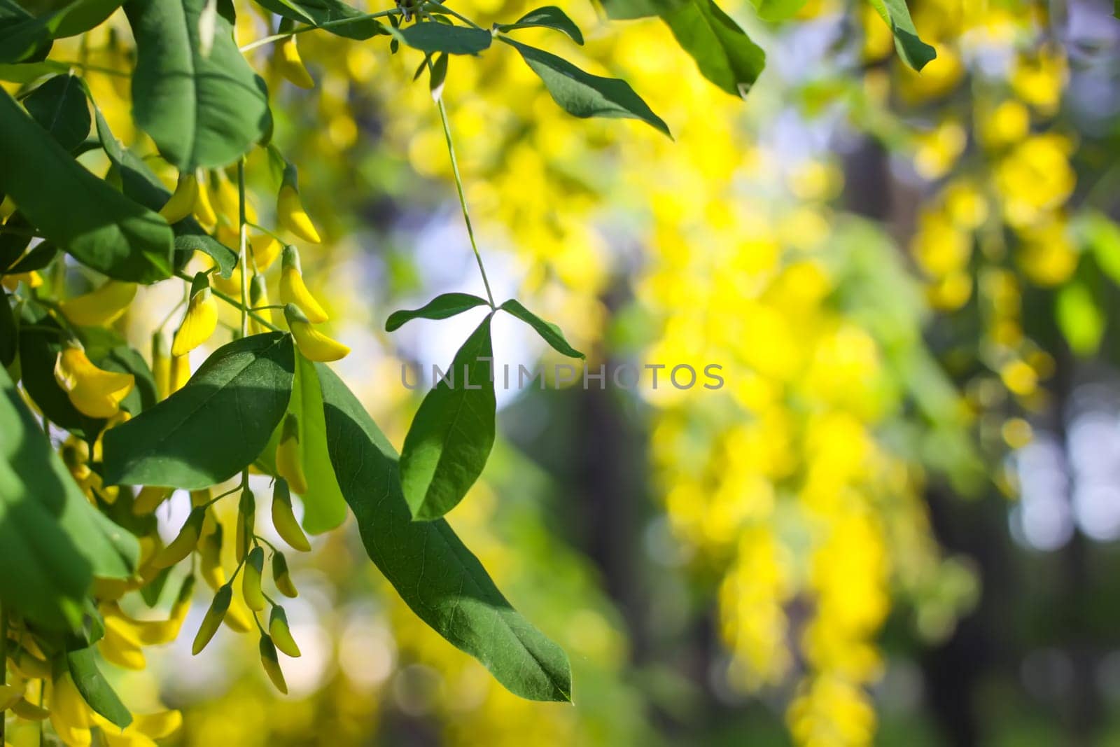 Yellow acacia flowers in sunlight. Nature view in summer evening.