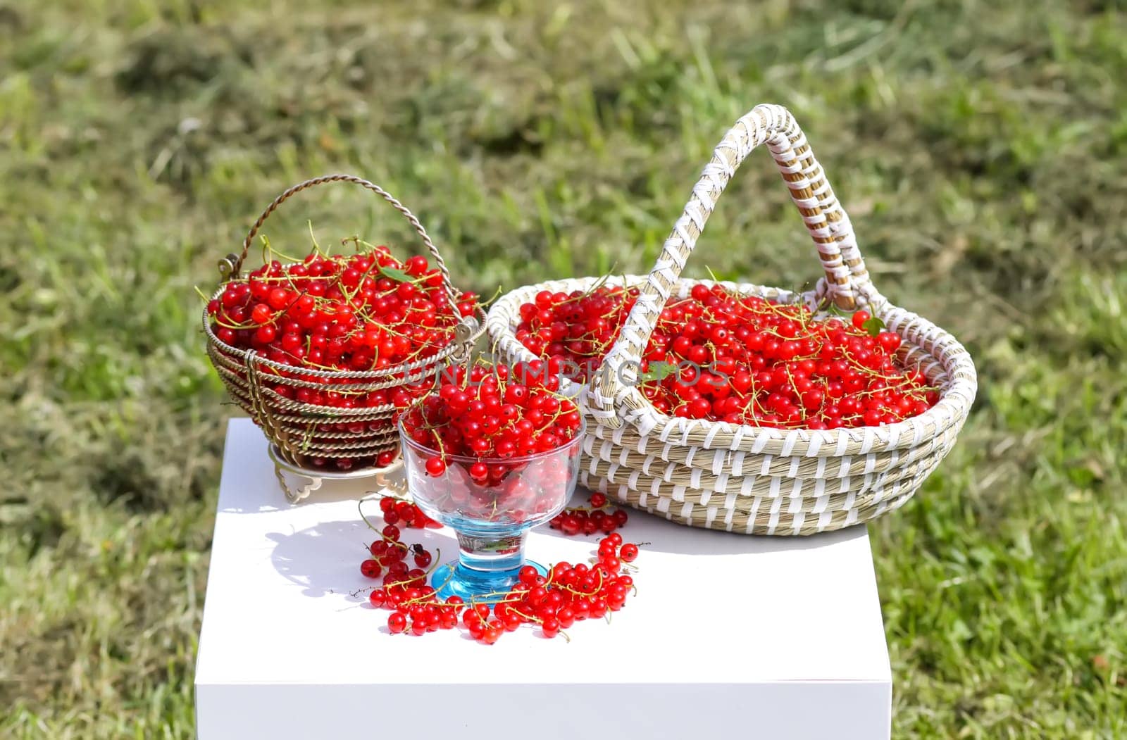 Red currant berries in the berry picking season in the countryside.