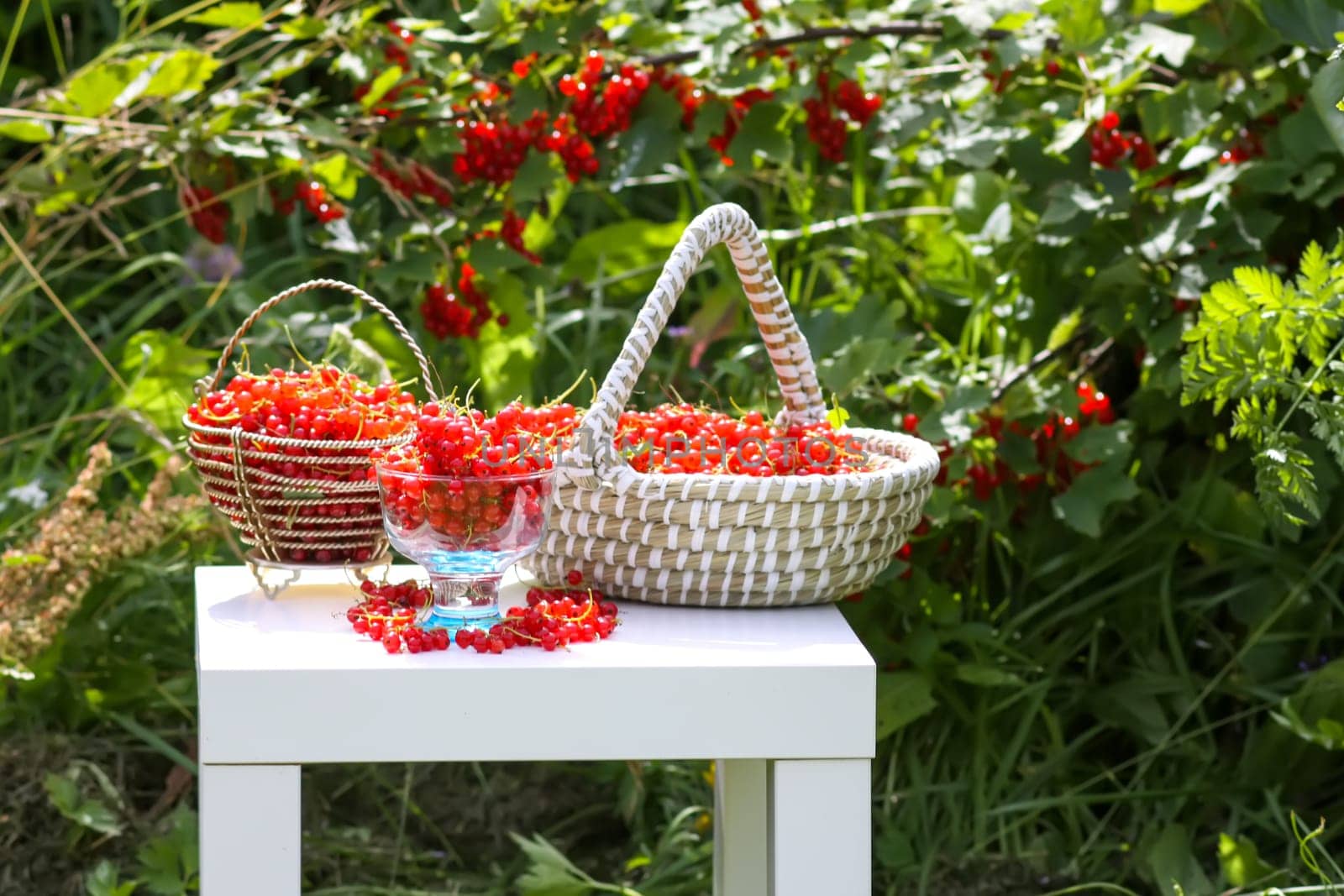 Red currant berries in the berry picking season in the countryside.