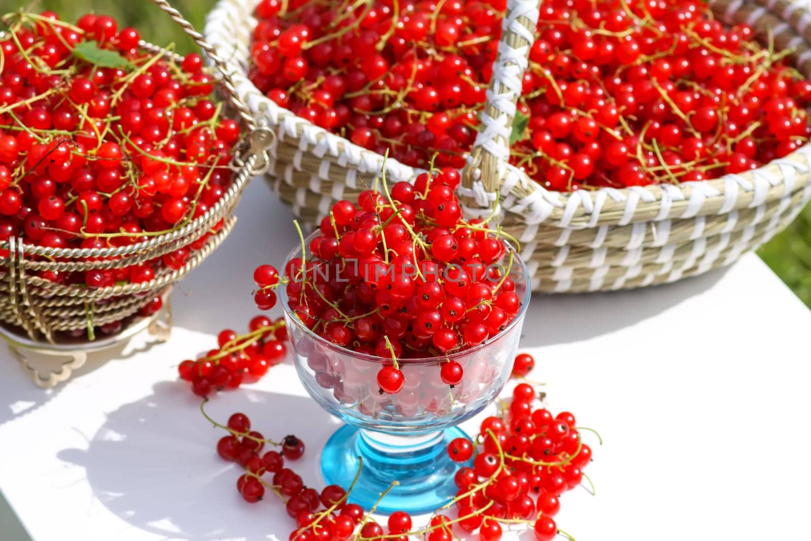 Red currant berries in the berry picking season in the countryside.