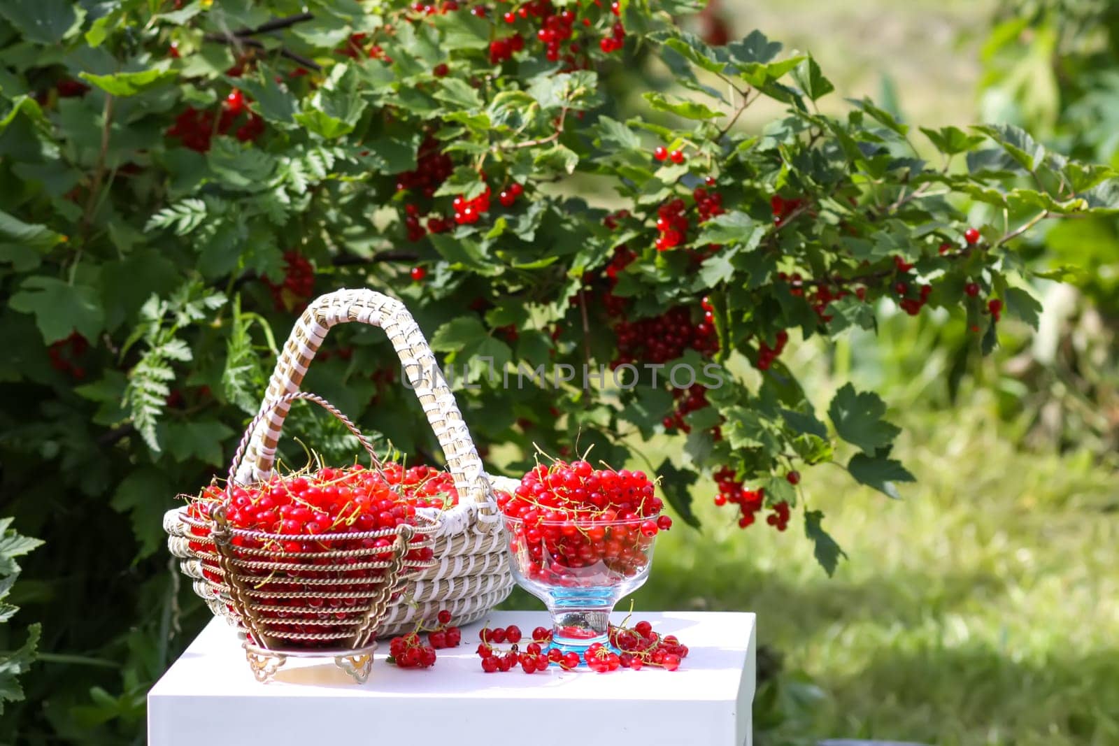 Red currant berries in the berry picking season in the countryside.