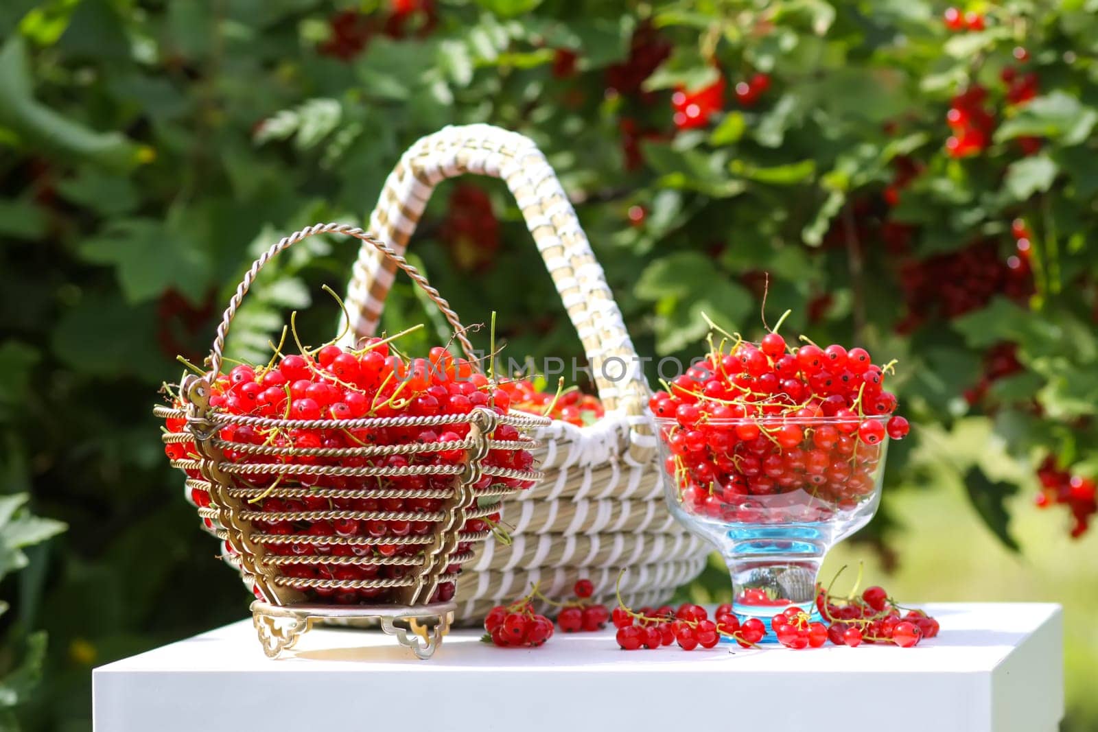 Red currant berries in the berry picking season in the countryside.