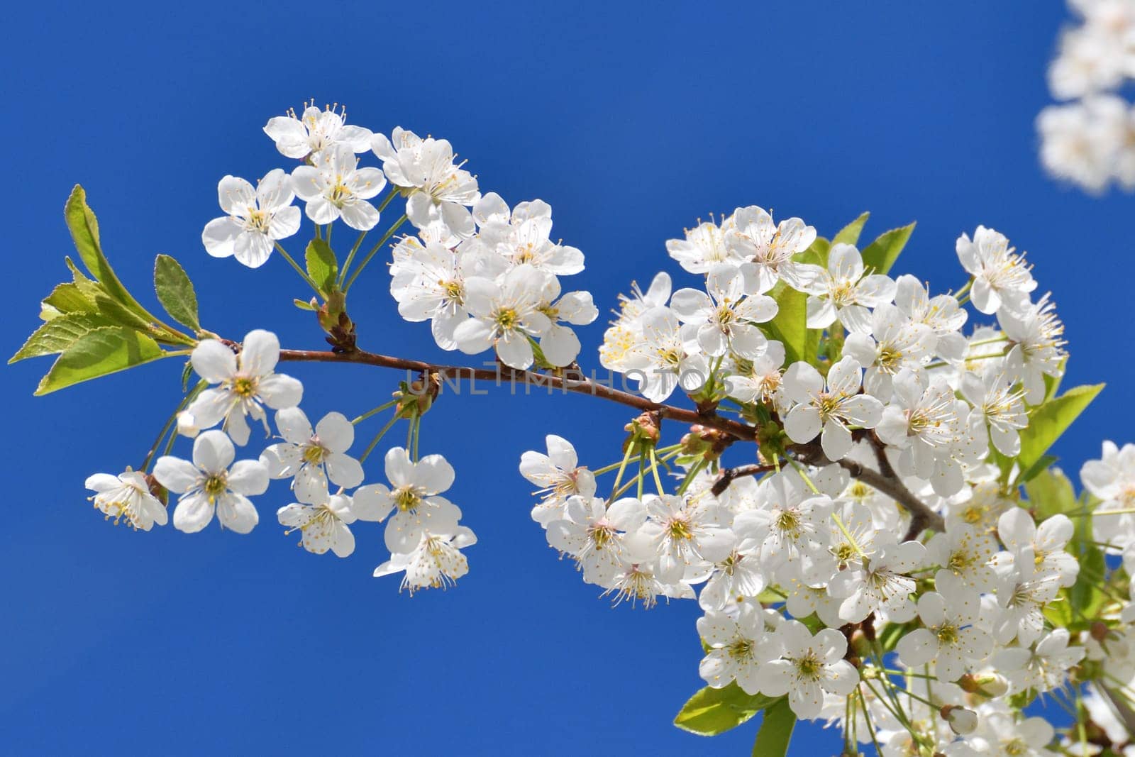 sprig of white cherry blossoms against a blue sky