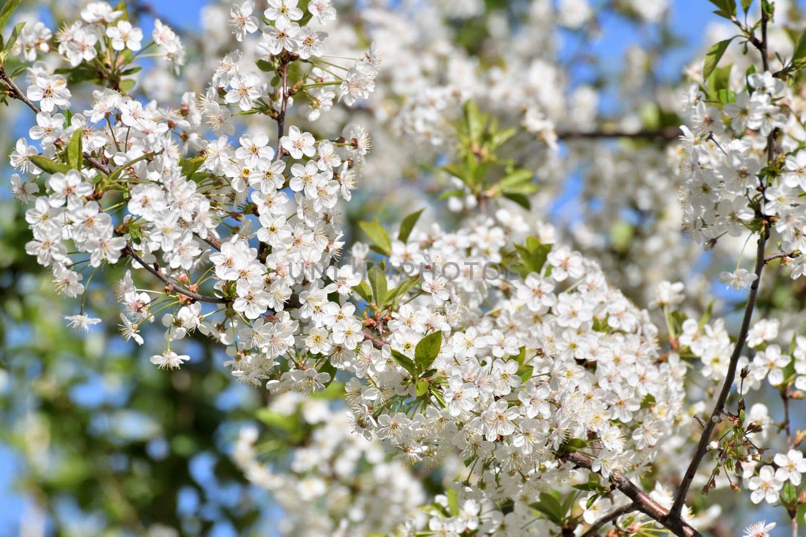 sprig of white cherry blossoms against a blue sky